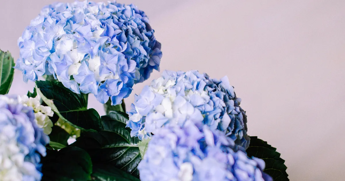 紫陽花の花のアップ｜梅雨をイメージさせる爽やかな青色の花